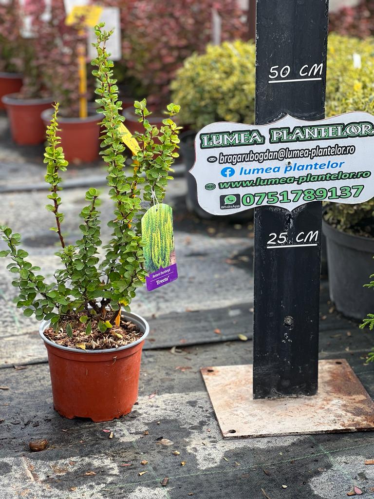 Berberis erecta 2l 35 lei
