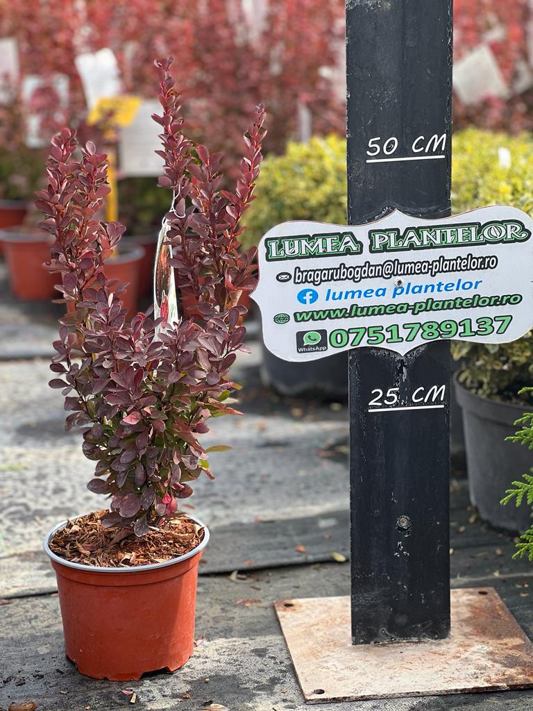 Berberis red rocket 2l 35 lei