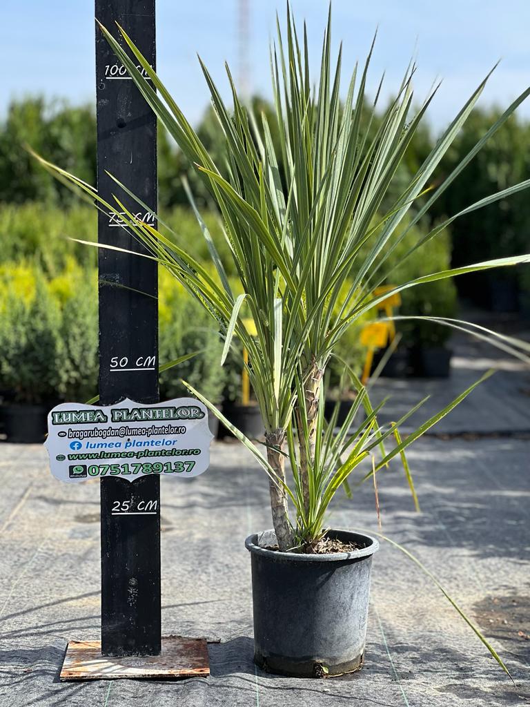 Dracena 10l specialitati 250 lei