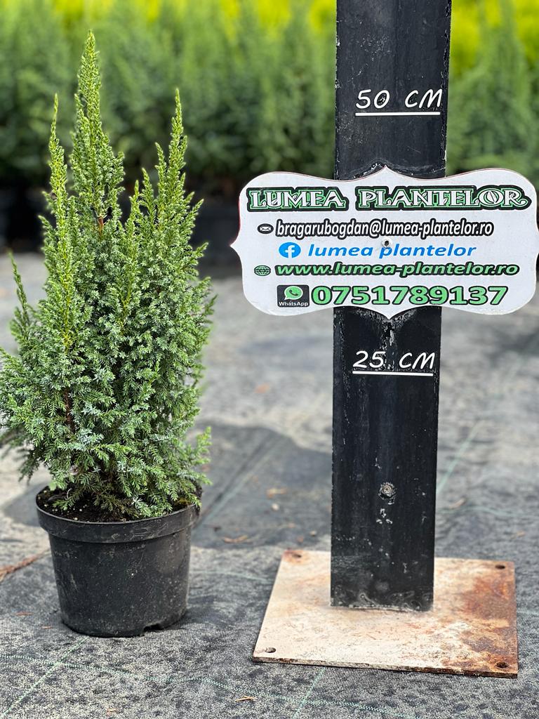 Juniperus loderi 2l 25lei