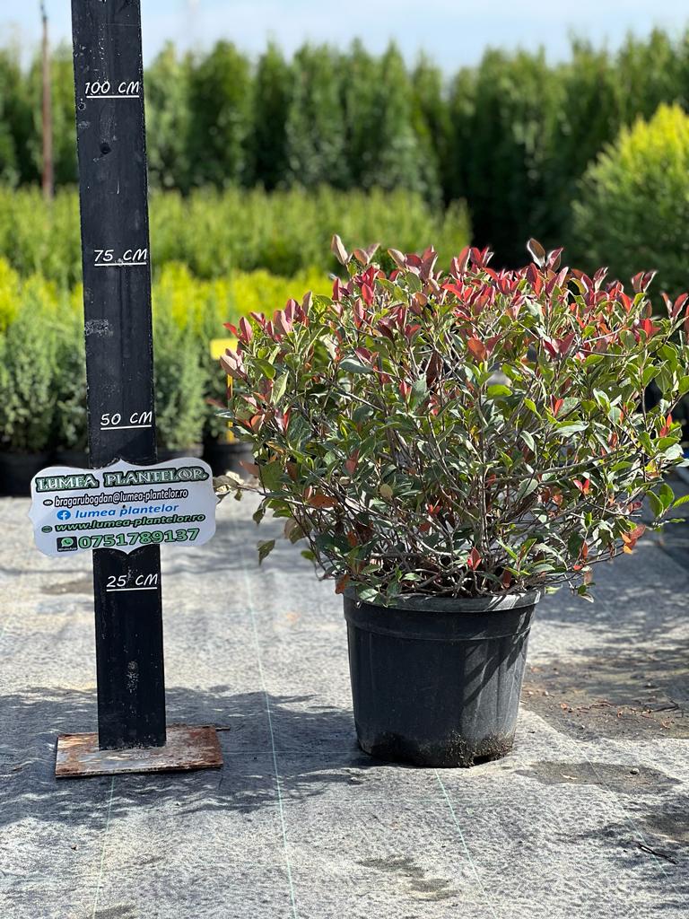 Photinia red robin bila 20l 500 lei