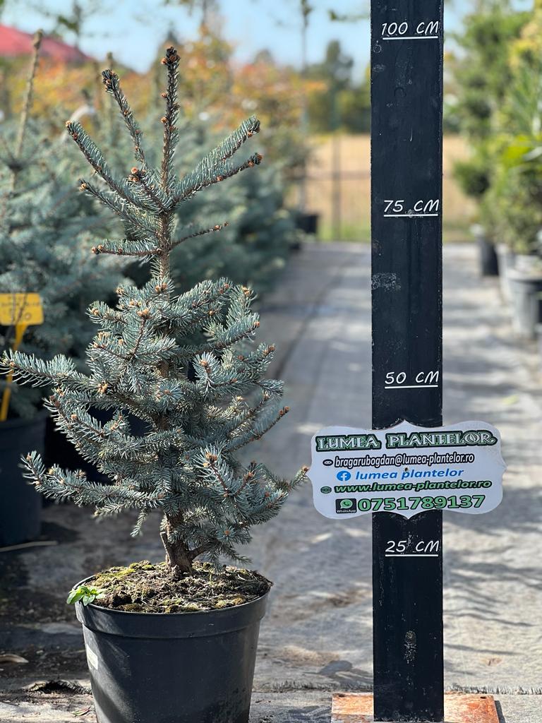 Picea pungens Erich Frahm conifere 10l 230 lei