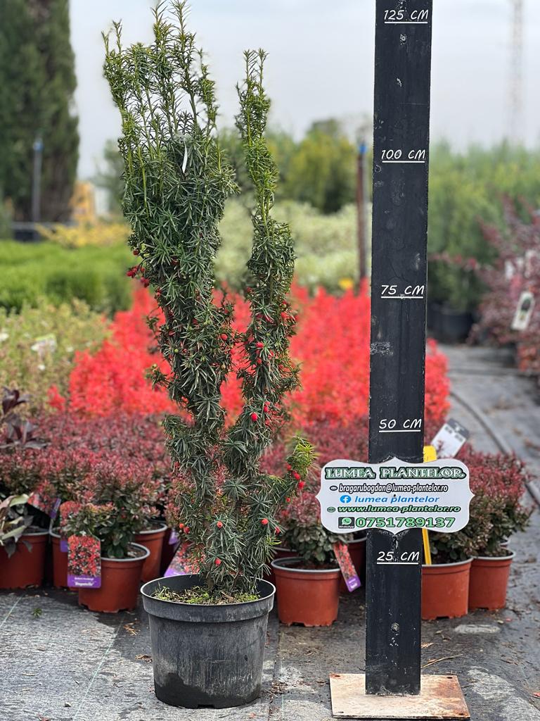 Taxus media Stefania 7,5l 165 lei