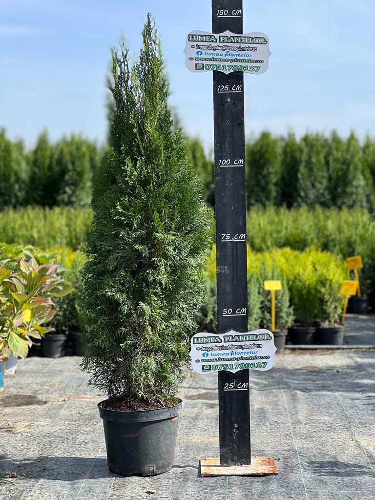 Thuja 120-140cm facem categorie thuja 10 l 95 lei
