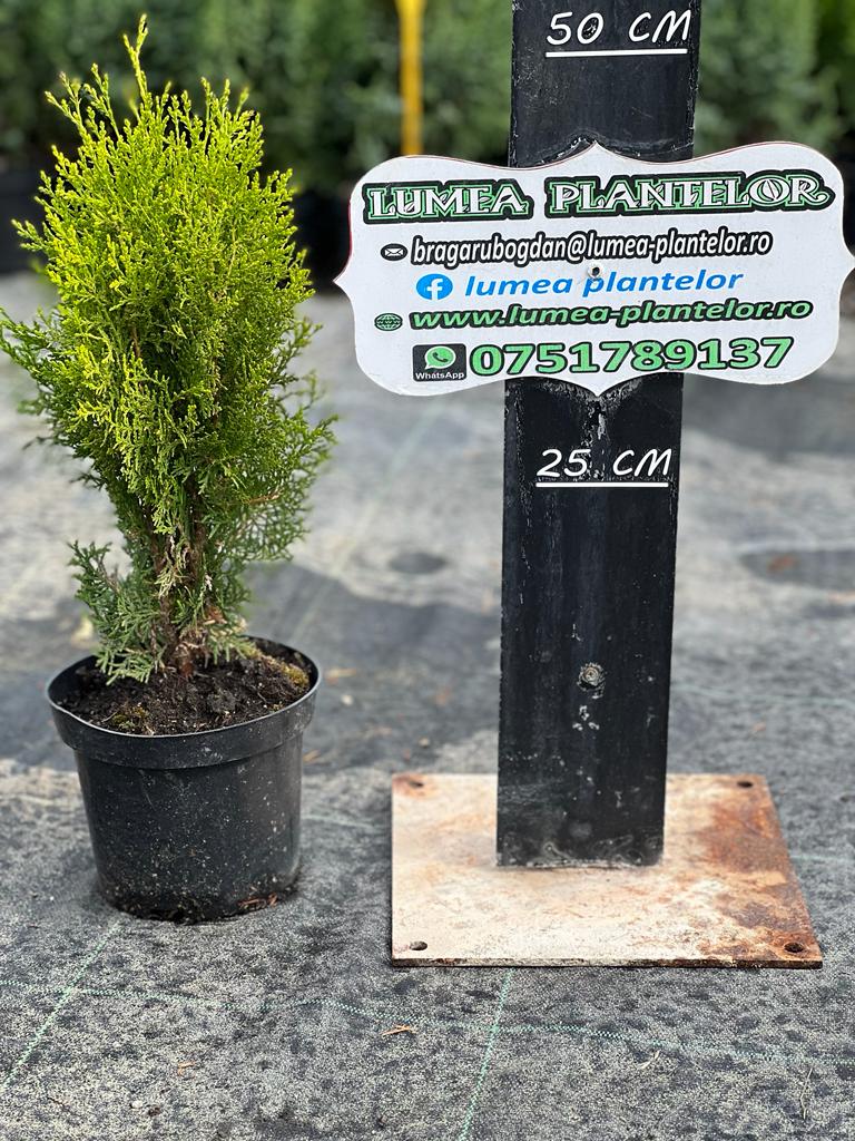 Thuja aurea nana 2l 25 lei