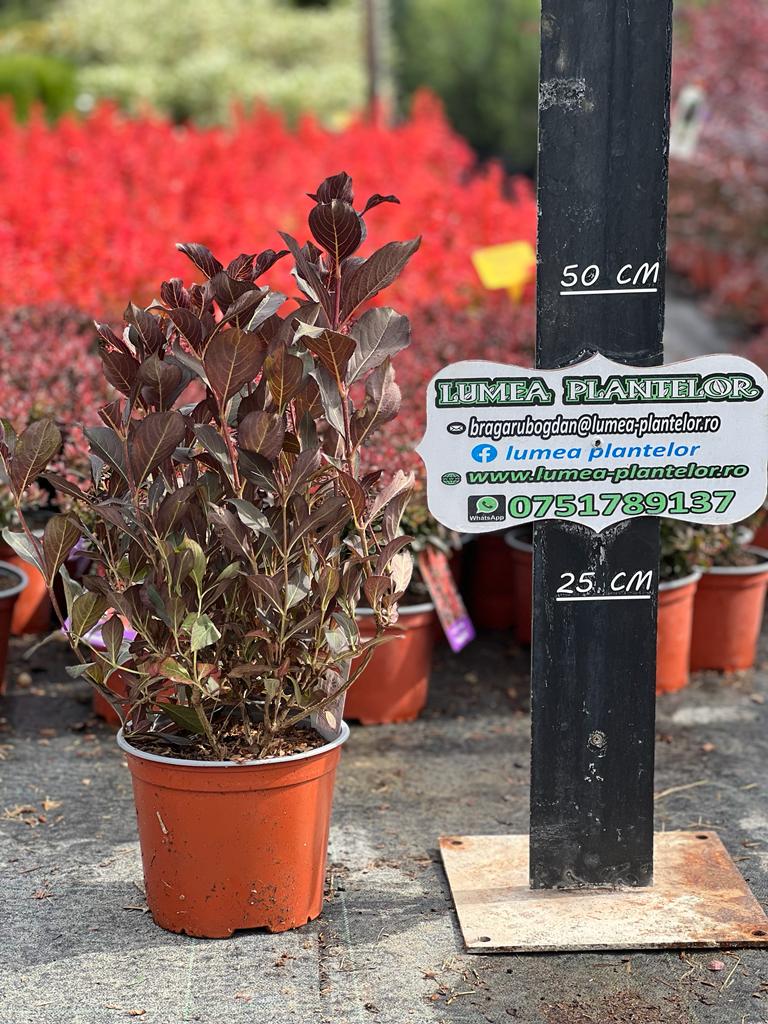 Veigela veigela Florida Alexandra 2l 35 lei