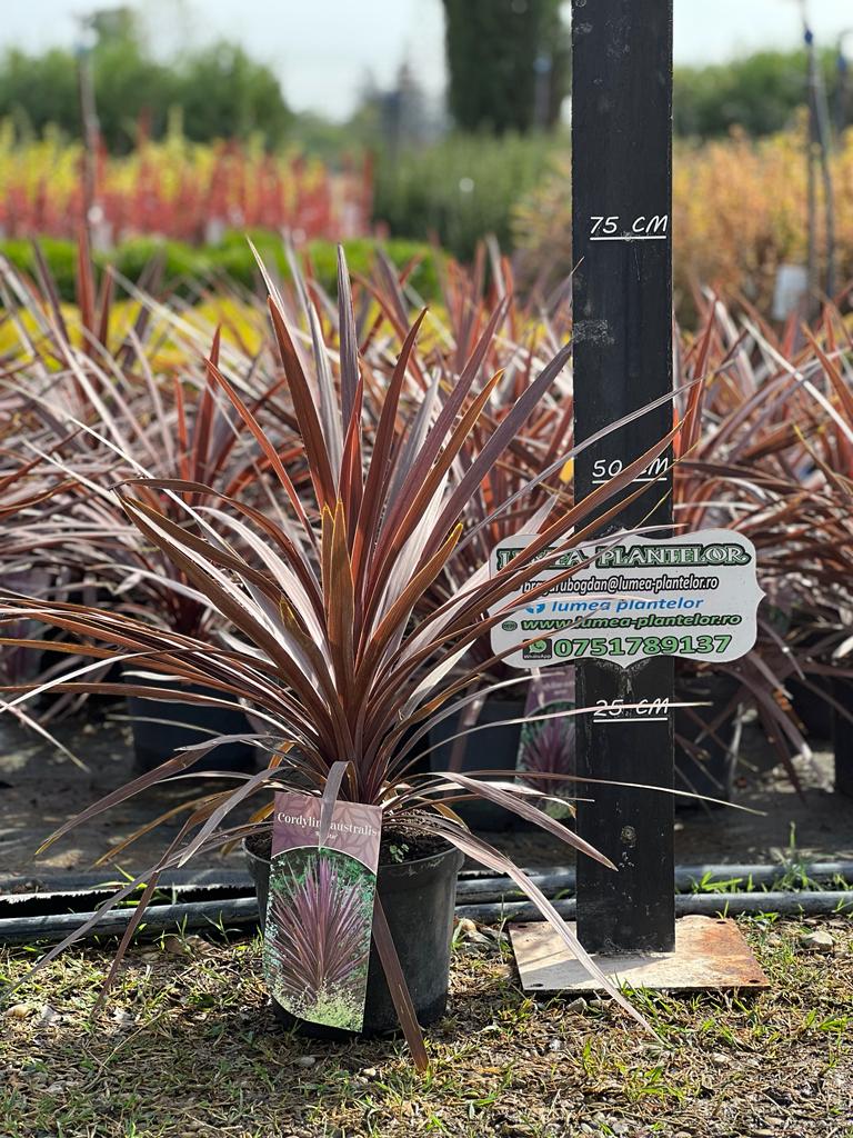 Cordyline australis red star ghiveci 5l 125 lei