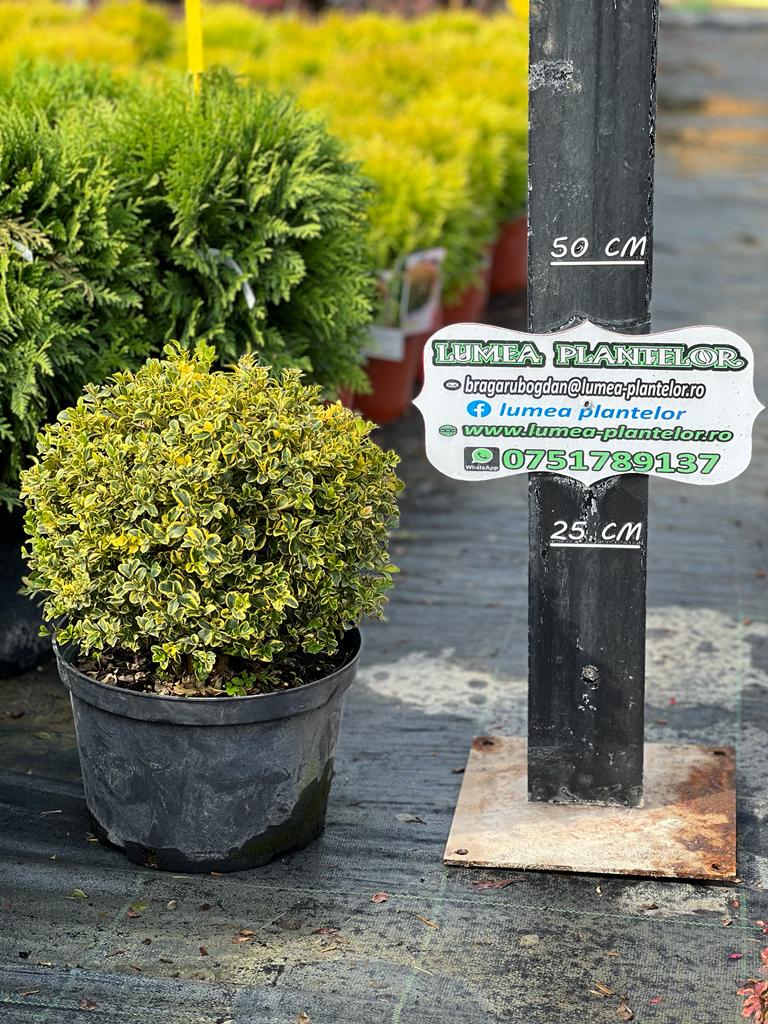 Buxus golden triumph 7,5l 120 lei