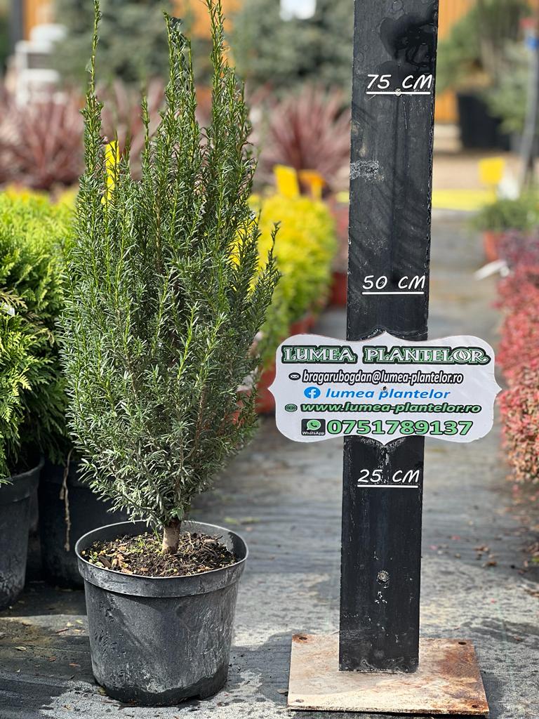 Taxus bacata 5l 55 lei